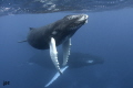   magical experience Humpbacks Silver Banks... Banks  